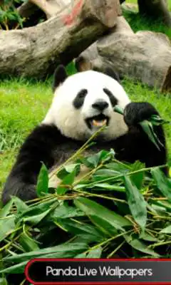 Play Panda Live  Wallpapers  and enjoy Panda Live  Wallpapers with UptoPlay