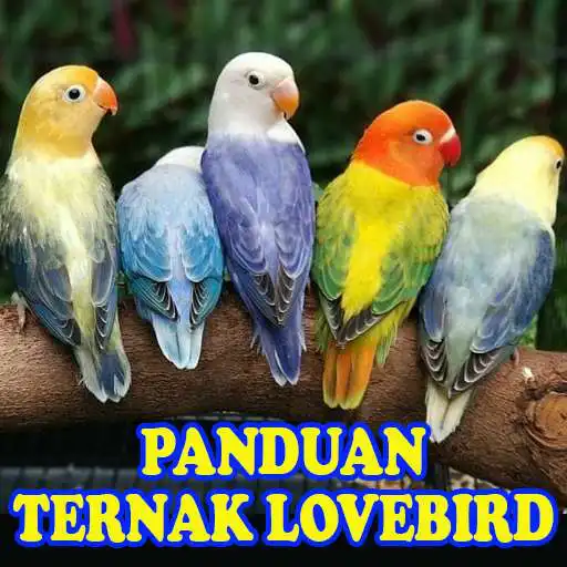 Play Panduan Cara Ternak Lovebird APK