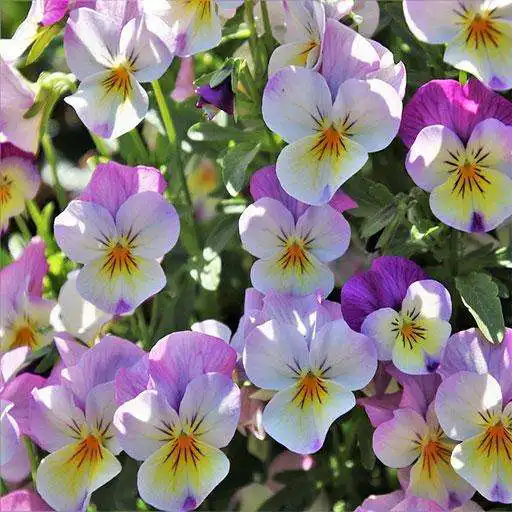 Play Pansy: HD Flower Wallpapers and Backgrounds APK