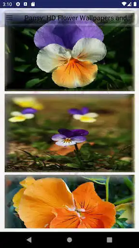 Play Pansy: HD Flower Wallpapers and Backgrounds  and enjoy Pansy: HD Flower Wallpapers and Backgrounds with UptoPlay