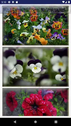 Play Pansy: HD Flower Wallpapers and Backgrounds as an online game Pansy: HD Flower Wallpapers and Backgrounds with UptoPlay