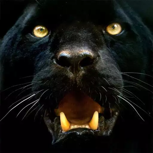 Run free android online Panther Wallpapers APK