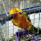 Free play online Parrot Cage Guide APK