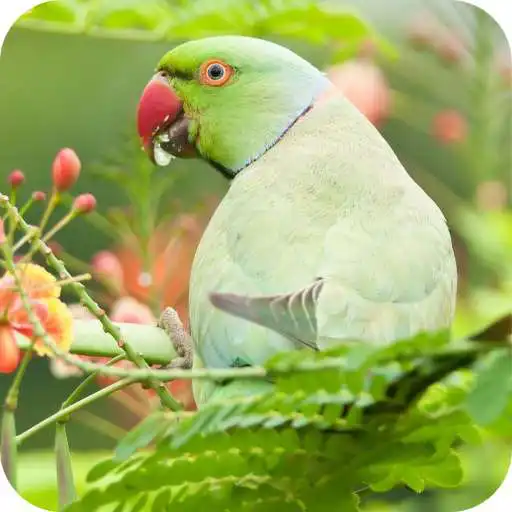 Play Parrot Full HD Wallpaper APK