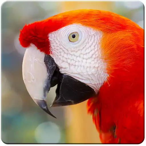 Free play online Parrot Live Wallpaper  APK