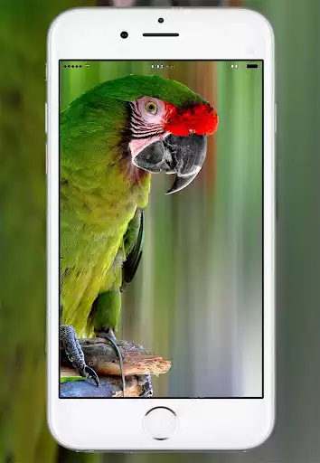 Play Parrot Live Wallpaper  and enjoy Parrot Live Wallpaper with UptoPlay