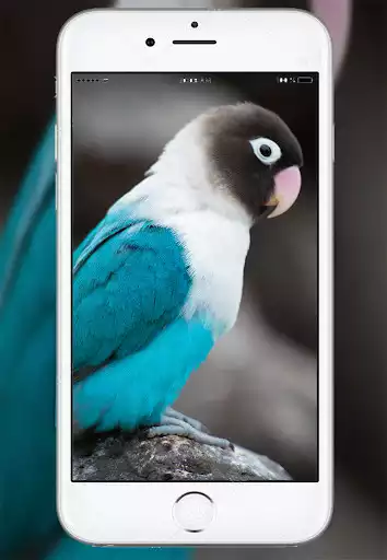 Play Parrot Live Wallpaper as an online game Parrot Live Wallpaper with UptoPlay