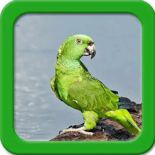 Free play online Parrot Live Wallpapers  APK