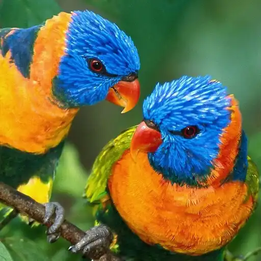 Play Parrot Love Wallpaper APK