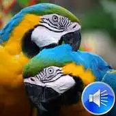 Free play online Parrots Bird Sounds Ringtones APK