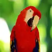 Free play online Parrot Scratch Card for Kids APK