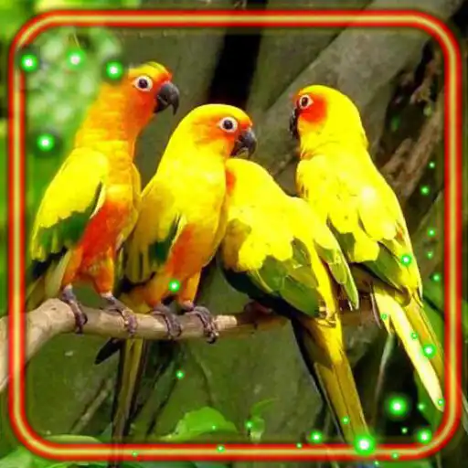 Play Parrots Live Wallpaper APK