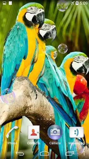 Play Parrots Live Wallpaper as an online game Parrots Live Wallpaper with UptoPlay