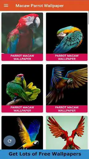 Play Parrot Wallpaper 4K  and enjoy Parrot Wallpaper 4K with UptoPlay