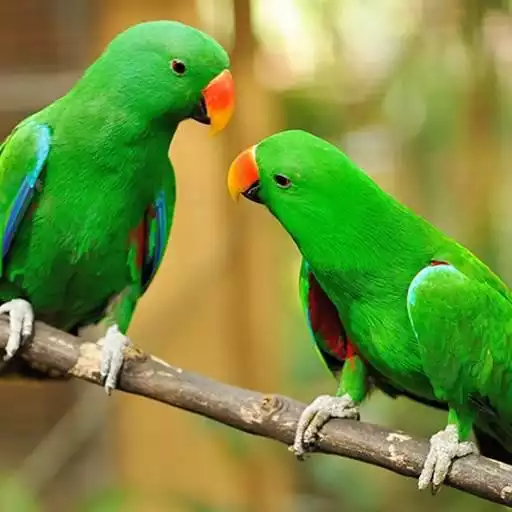 Play Parrot Wallpaper HD APK