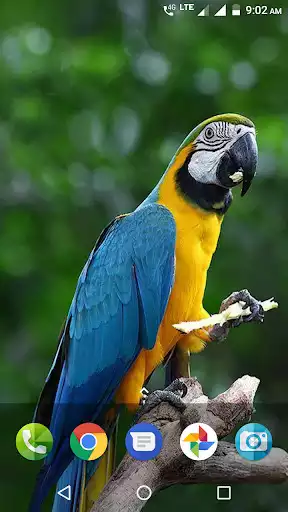 Play Parrot Wallpaper HD  and enjoy Parrot Wallpaper HD with UptoPlay