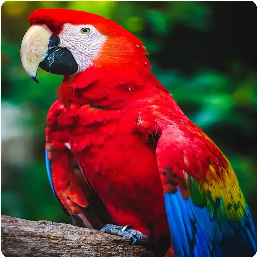 Play Parrot Wallpaper  Puzzle/Chess/Sudoku Games APK