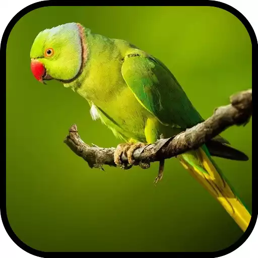 Play Parrot Wallpapers APK