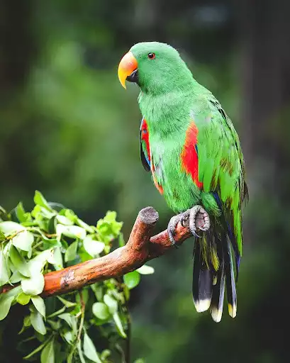 Play Parrot Wallpapers as an online game Parrot Wallpapers with UptoPlay