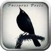 Free play online Passaro Preto Pele de Canto APK