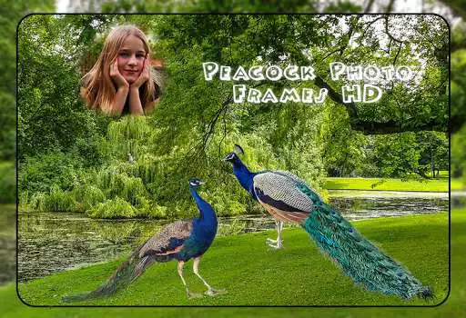 Play Peacock Photo Frame as an online game Peacock Photo Frame with UptoPlay