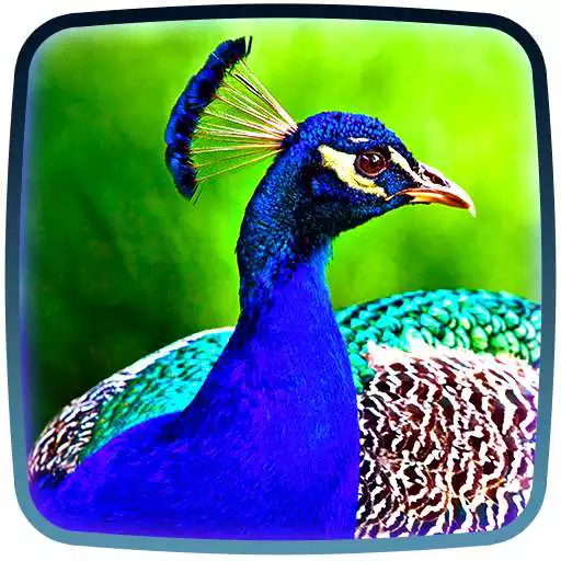 Free play online Peacocks Live Wallpaper  
<div style=