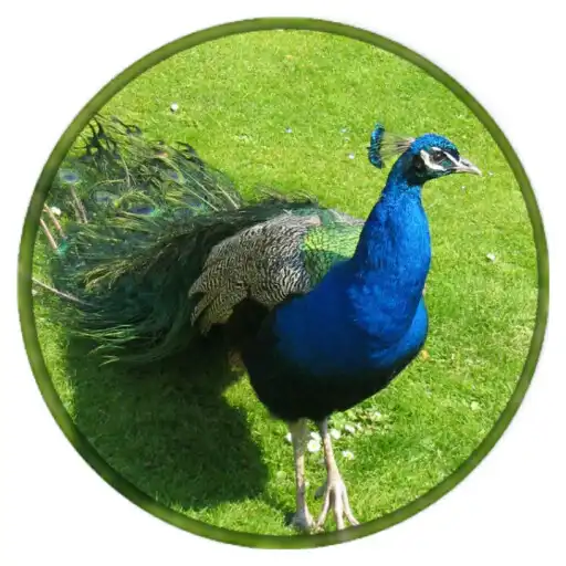 Play Peacock Wallpapers HD New APK