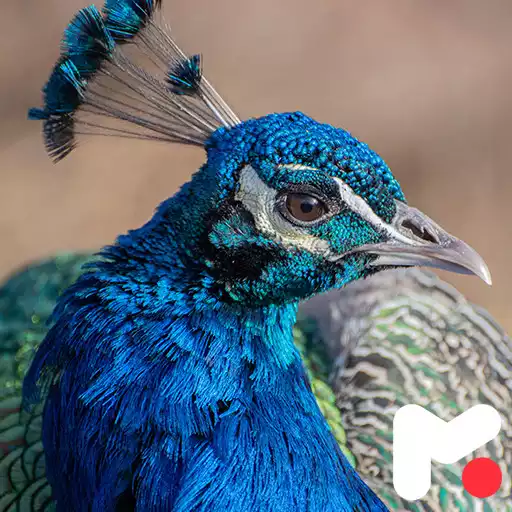 Play Peacock wallpapers -خلفيات طاووس APK