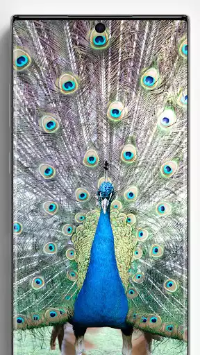 Play Peacock wallpapers -خلفيات طاووس as an online game Peacock wallpapers -خلفيات طاووس with UptoPlay