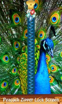 Play Peacock Zipper Lock Screen