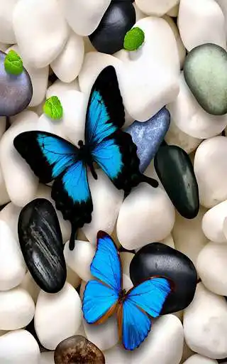 Play APK Pebbles live Wallpapers  and enjoy Pebbles live Wallpapers with UptoPlay appswallpaper.lwp.pebbleswallpaper