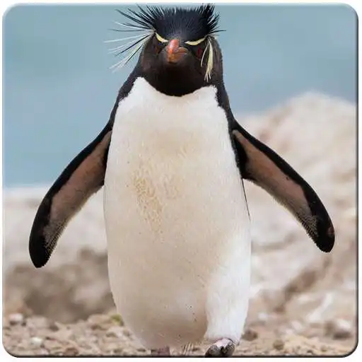 Play Penguin HD Wallpapers APK