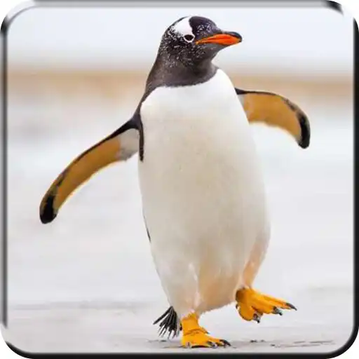 Free play online Penguin Live Wallpaper APK