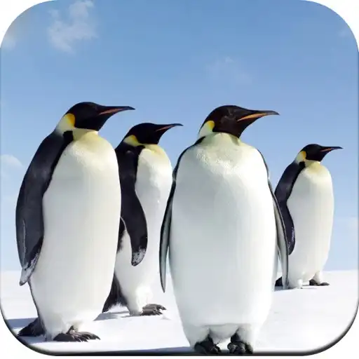 Play Penguin Wallpaper HD APK