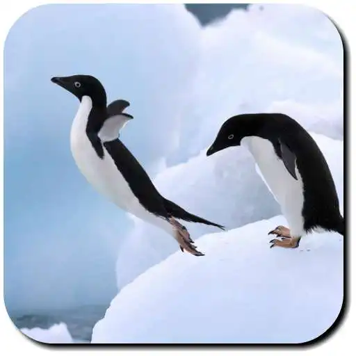 Play Penguin Wallpapers APK