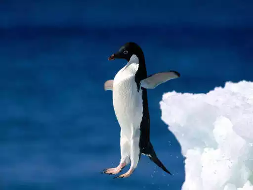 Play Penguin Wallpapers as an online game Penguin Wallpapers with UptoPlay