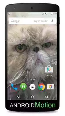 Play Persian Cats Background