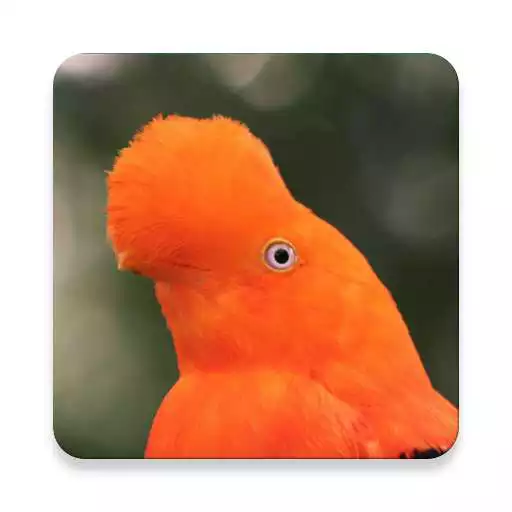 Play Peru Bird Sound Collections ~ Sclip.app APK