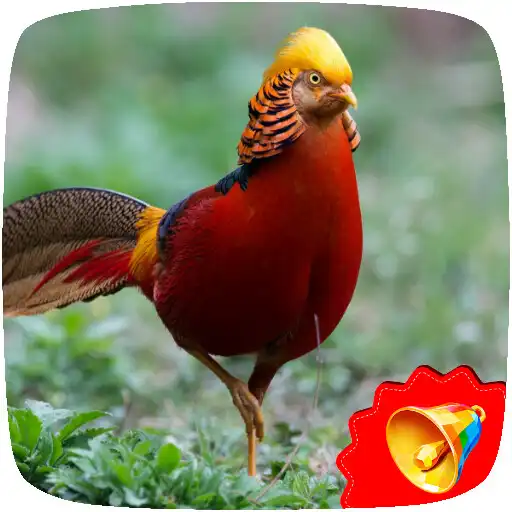 Play Pheasant Sounds APK