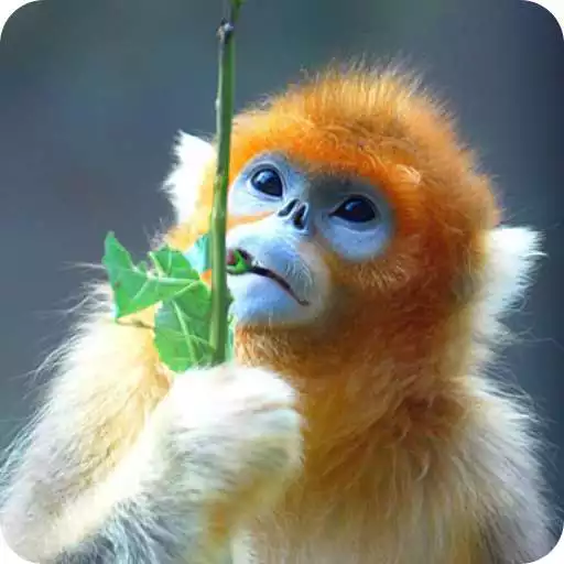 Play Pic Monkey - Photo editor free Monkey APK