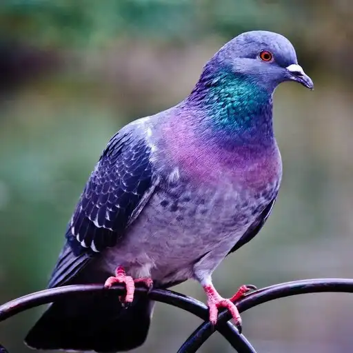 Play Pigeon Wallpapers APK