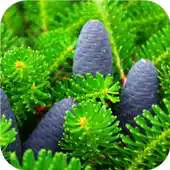 Free play online Pine cones. Live wallpaper APK