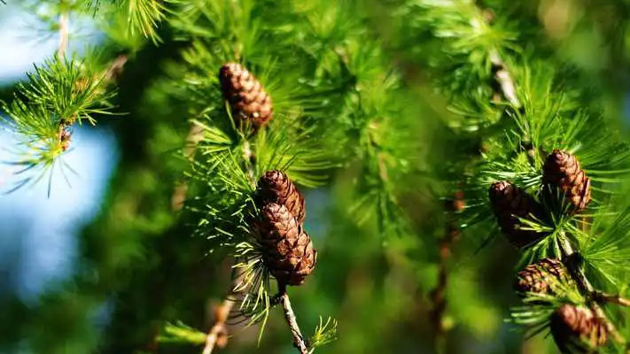 Play Pine cones. Live wallpaper