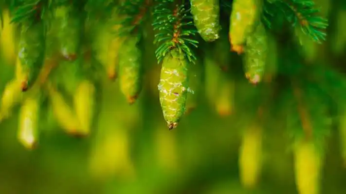 Play Pine cones. Live wallpaper