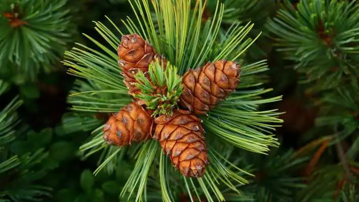 Play Pine cones. Live wallpaper