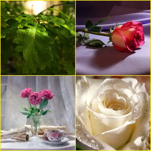 Play Pink Rose, White Rose, Leaf Wallpapers APK