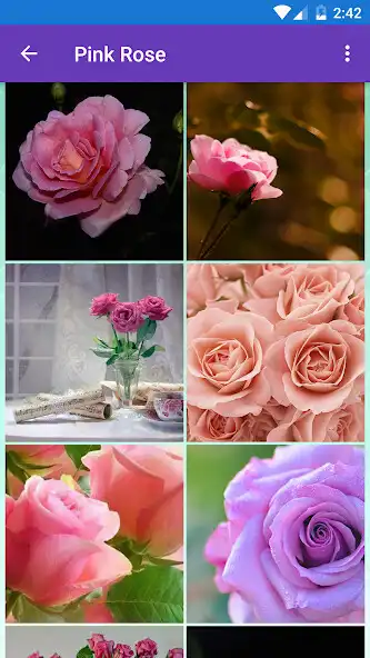 Play Pink Rose, White Rose, Leaf Wallpapers  and enjoy Pink Rose, White Rose, Leaf Wallpapers with UptoPlay