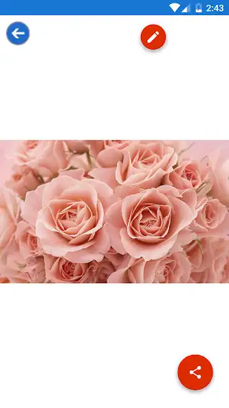 Play Pink Rose, White Rose, Leaf Wallpapers as an online game Pink Rose, White Rose, Leaf Wallpapers with UptoPlay