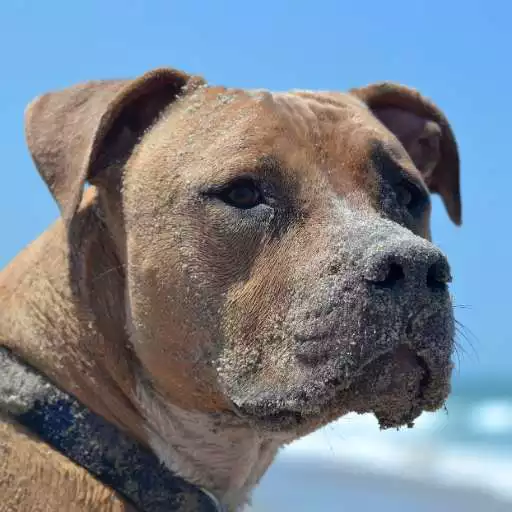 Play Pitbull Dog Wallpaper 4K APK