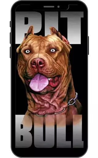 Play Pitbull Wallpaper  and enjoy Pitbull Wallpaper with UptoPlay